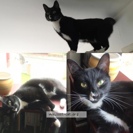 Foto 1/1 Ophelia Chat perdido en Eltham