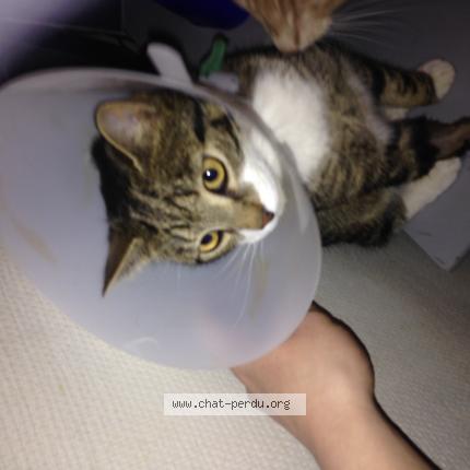 Foto 1/1 PInceau Chat perdido en Verneusses