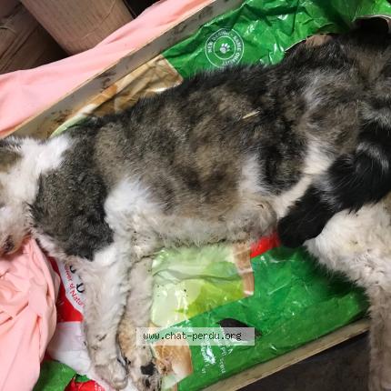 Foto 1/1 Gato encontrado Encontrado en St genes champanelle