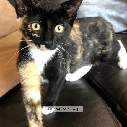 Foto 1/1 Princesse Chat perdido en Saint pierre de chandieu