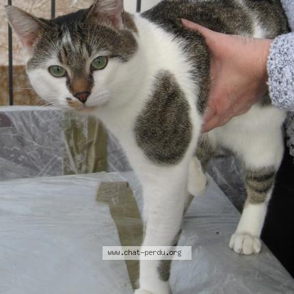 Foto 1/1 MIEZI Chat perdido en Batzendorf