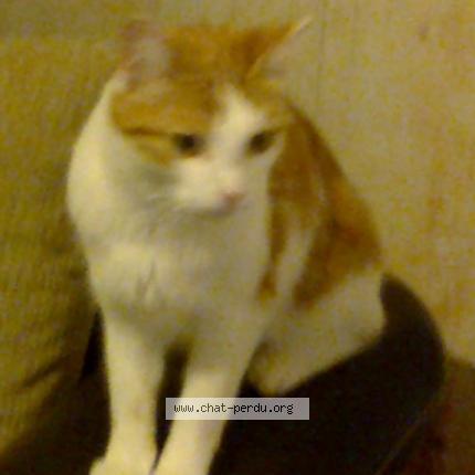 Foto 1/1 HELIOS Chat perdido en Vesles et caumont