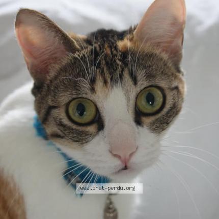 Foto 1/1 Tiger Chat perdido en Mirepeix