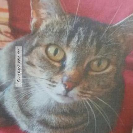 Foto 1/1 Grace Chat perdido en His