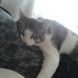 Foto del gato perdido en Vic Le Comte