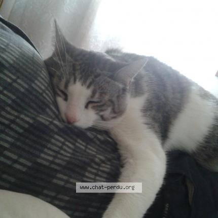 Foto 1/1 NEWCAT Chat perdido en Vic le comte