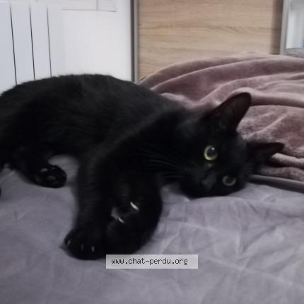 Foto 1/1 lilou ou noiraud Chat perdido en Allauch