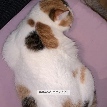 Foto 1/1 Nala Chat perdido en Nantes