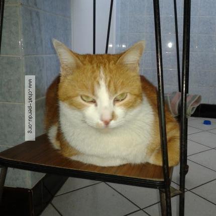 Foto 1/1 léonard Chat perdido en Chauny