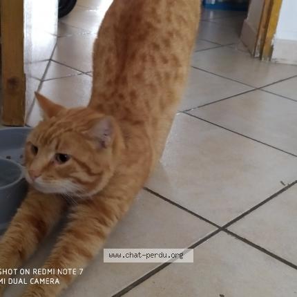 Foto 1/1 Gato encontrado Encontrado en Marignane