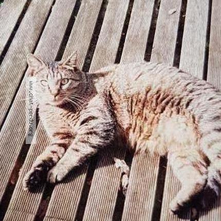 Foto 1/1 Mimine Chat perdido en Le plessis brion