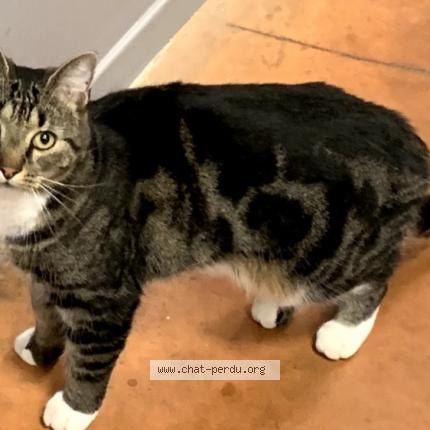 Foto 1/1 Léon Chat perdido en Lyon