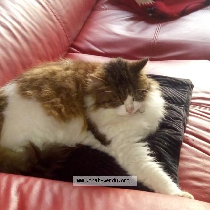 Foto 1/1 MOUSTICK VOLÉ Chat perdido en Cugnaux