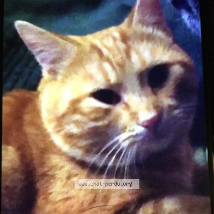 Foto 1/1 Mimine Chat perdido en Castries