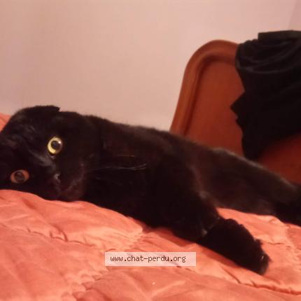 Foto 1/1 PANTHERA Chat perdido en Taintrux