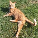 Foto del gato perdido en Bonnegarde