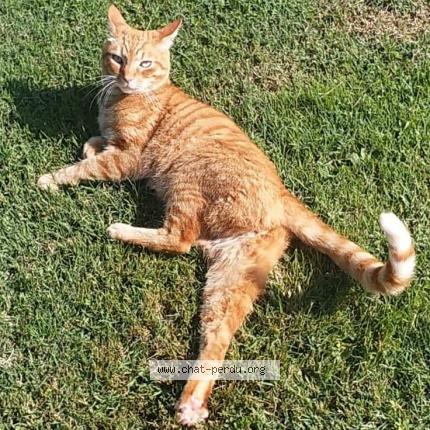 Foto 1/1 Garfield Chat perdido en Bonnegarde