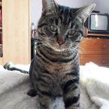 Foto del gato perdido en Corent