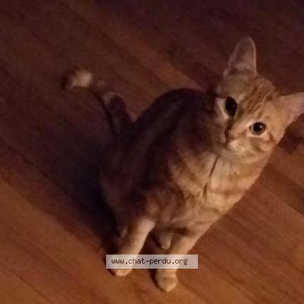 Foto 1/1 Muezza Chat perdido en Paris