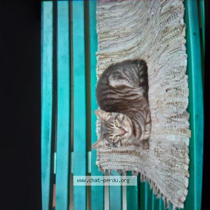 Foto 1/1 Gato encontrado Encontrado en Niort