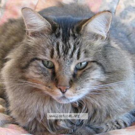 Foto 1/1 Gordy Chat perdido en Prescott