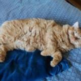 Foto del gato perdido en La Sauve