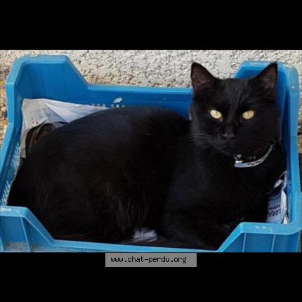 Foto 1/1 OTIS Chat perdido en Narbonne