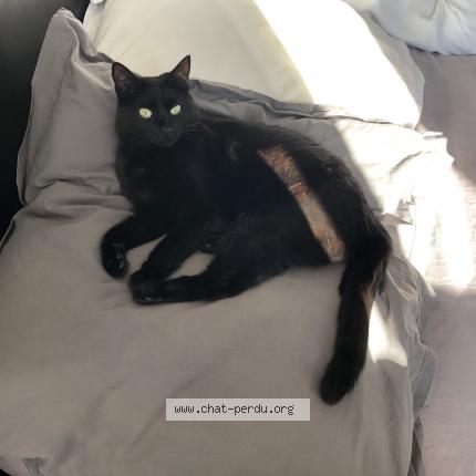 Foto 1/1 Olly Chat perdido en Aubagne