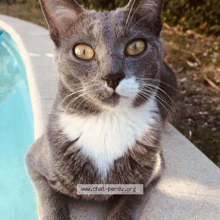 Foto 1/1 Oscar Chat perdido en Saint saturnin les avignon