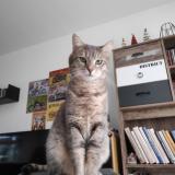 Foto del gato perdido en La Renaudiere