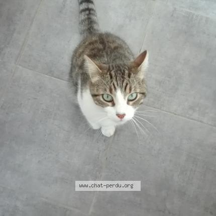 Foto 1/1 ZOUZOU dit 'BIBI' Chat perdido en Vertou