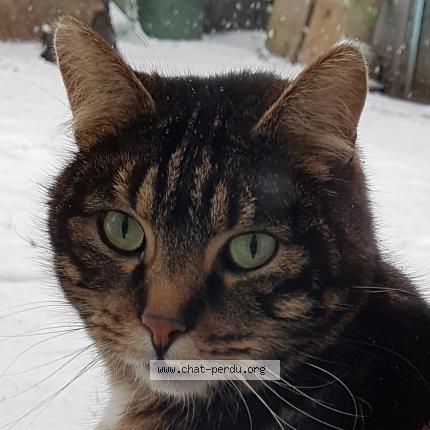 Foto 1/1 Bill Chat perdido en Bobigny