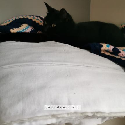 Foto 1/1 Pomponette dite Minette Chat perdido en Pollestres