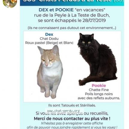 Foto 1/1 POOKIE Chat perdido en La teste de buch