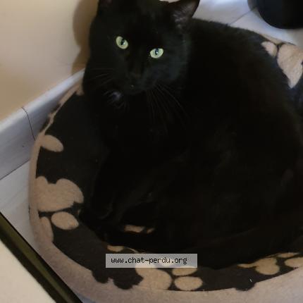 Foto 1/1 FRIDAY Chat perdido en Sainte anne sur brivet