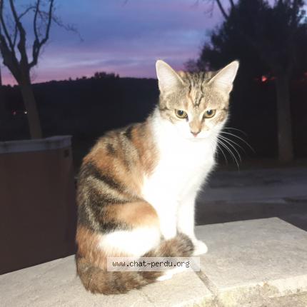 Foto 1/1 Roxy Chat perdido en Lancon provence