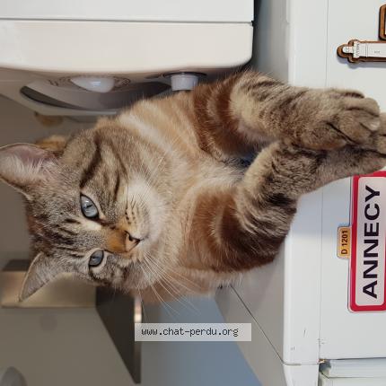 Foto 1/1 Maurice Chat perdido en Tourcoing