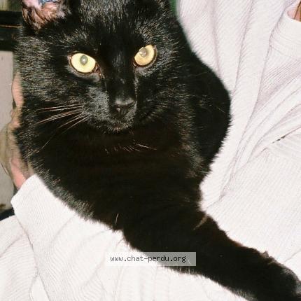 Foto 1/1 CIRAGE Chat perdido en Epinay sur orge