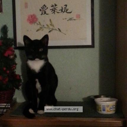 Foto 1/1 Cachou Chat perdido en Wahagnies