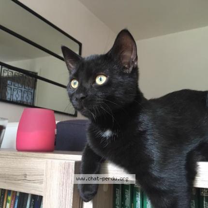 Foto 1/1 Neko Chat perdido en Caluire et cuire