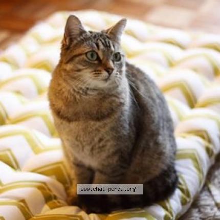 Foto 1/1 Nana Chat perdido en Cleguer