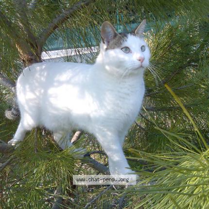 Foto 1/1 Filou Chat perdido en Allauch