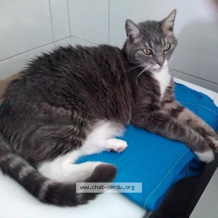 Foto 1/1 Pupuce Chat perdido en Paimboeuf