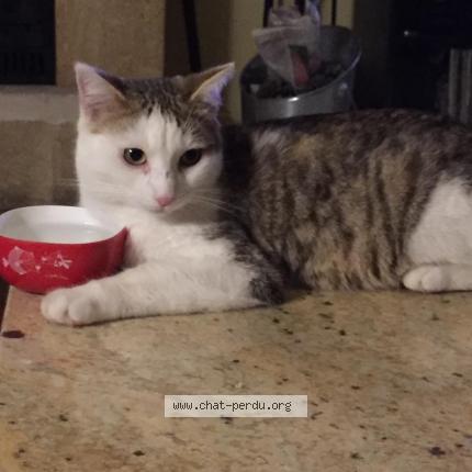 Foto 1/1 RAMSES Chat perdido en Monteux