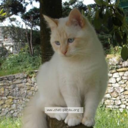 Foto 1/1 Irving Chat perdido en Dinan