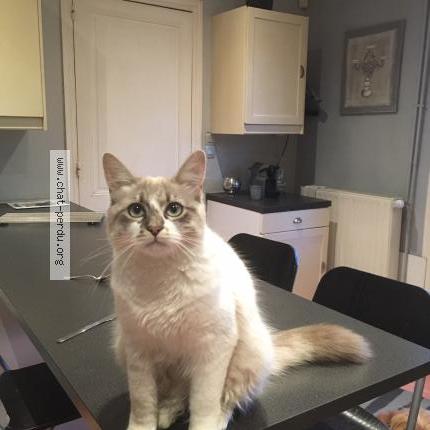 Foto 1/1 Plumeo Chat perdido en Toulouse