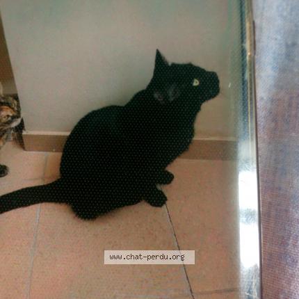 Foto 1/1 Bibi Chat perdido en Saint thomas de courceriers