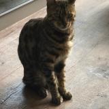 Foto del gato perdido en Lesigny