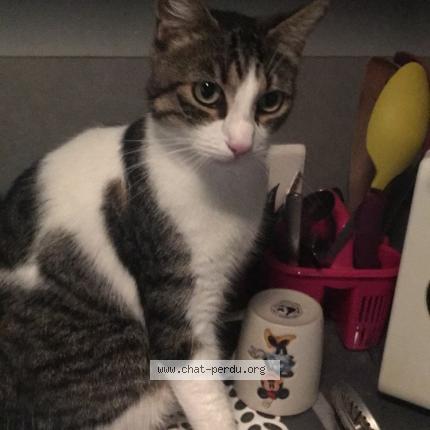 Foto 1/1 Tonnerre Chat perdido en Amiens