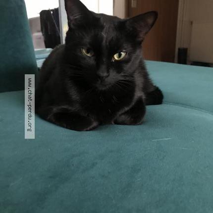 Foto 1/1 Stella Chat perdido en Biarritz